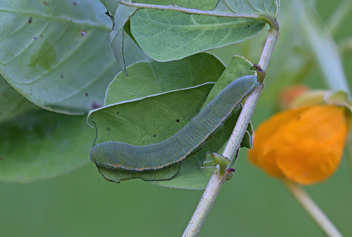 Sleepy Orange caterpillar